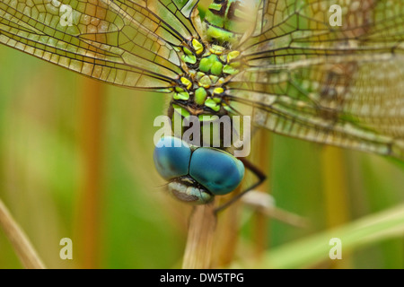Green Hawker  (Aeshna viridis) male Stock Photo