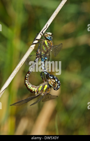 Migrant Hawker (Aeshna mixta), male and female mating Stock Photo