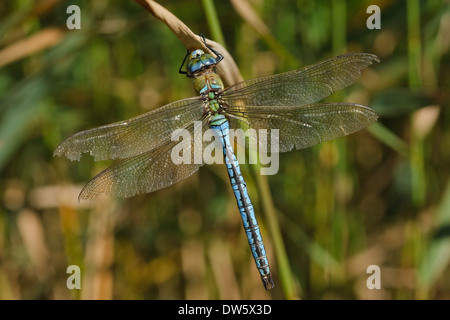 Emperor Dragonfly (Anax imperator), male Stock Photo