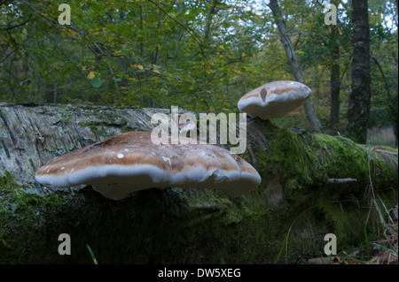 Two Clamp mushrooms on a dead tree lying on the floor of a forest in autumn in the Lake District, England. Stock Photo