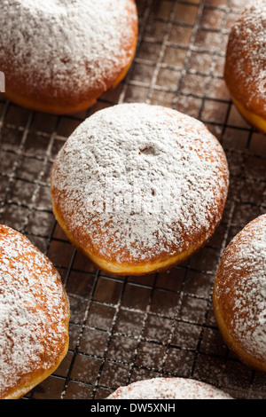 Homemade Raspberry Polish Paczki Donut with Powdered Sugar Stock Photo