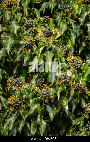 Ivy Hedera helix yellow flower stalks and black ripe fruits Stock Photo