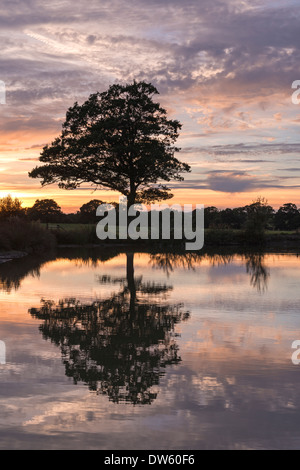 Tree and reflection silhouetted in front of a beautiful sunset, Morchard Road, Devon, England. Summer (August) 2013. Stock Photo