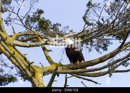 Bald Eagle standing on branch Stock Photo