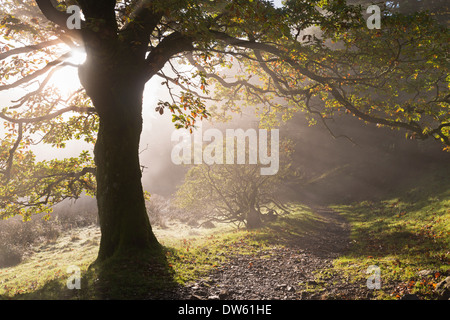 Winding Lake District footpath through Holme Wood, Loweswater, Cumbria, England. Autumn (November) 2013. Stock Photo