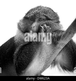 Allens Swamp monkey portrait in monochrome. Stock Photo
