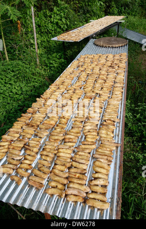 Drying bananas at the Pun Pun Farm in Northern Thailand. Stock Photo