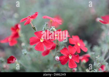 Crimson phlox (jamesbrittenia bergae) in bloom Stock Photo