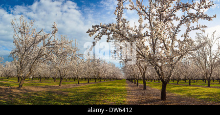 Almond orchards in full bloom in the Sacramento Valley of California. Stock Photo
