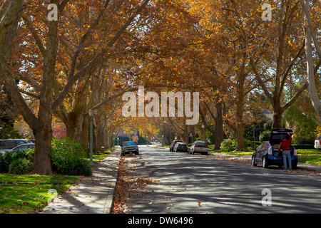 Fall in midtown Sacramento, California. Stock Photo