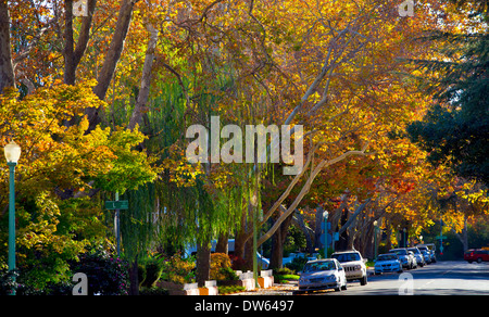 Fall in midtown Sacramento, California. Stock Photo