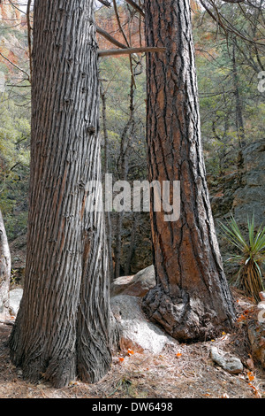 Old Growth Trees, Arizona Cypress and Ponderosa Pine, grow in canyon near Portal, Arizona Stock Photo