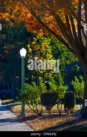 Fall in midtown Sacramento, California. Stock Photo