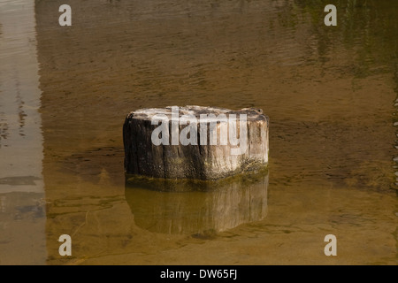 Tree stump in standing water Stock Photo