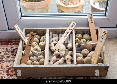 Seed potatoes in chitting tray by lounge french windows. Stock Photo