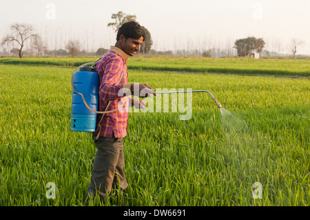 1 Indian farmer Spraying a wheat field with pesticide Stock Photo