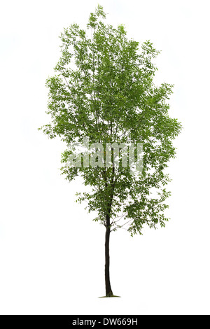 Green ash tree on white background Stock Photo