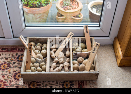 Seed potatoes in chitting tray by lounge french windows. Stock Photo