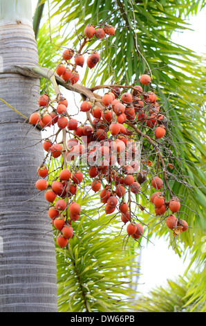 beautiful Foxtail Palm (Wodyetia bifurcata) in garden of Thailand Stock Photo