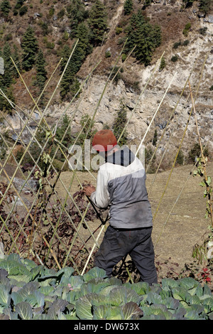 Building a bamboo fence in the village of Lihi, Nepal. Stock Photo