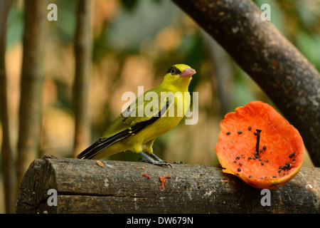 beautiful female Black-naped Oriole (Oriolus chinensis) resting in branch Stock Photo