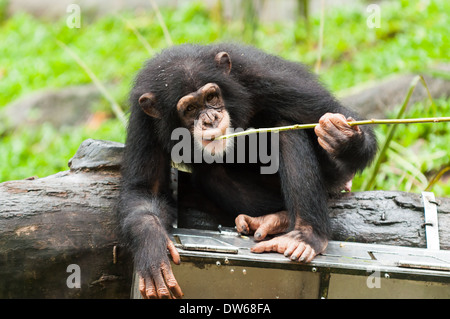 Common chimpanzee at the Singapore Zoo. Stock Photo