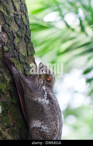 A Sunda flying lemur (Galeopterus variegatus) clings to a tree in the rainforests of Southeast Asia. Stock Photo