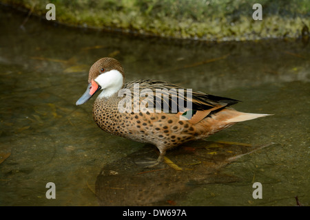 beautiful Red-billed Teal (Anas erythrorhyncha) resting on the ground Stock Photo