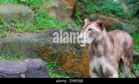 A female lion (panthera leo) looks about her enclosure at the Singapore Zoo.