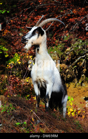 Alpine goat in search of food Stock Photo