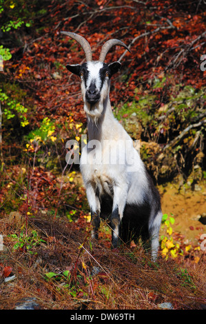 Alpine goat in search of food Stock Photo