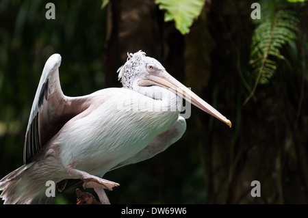 Spot-billed pelican at the Singapore Zoo. Stock Photo