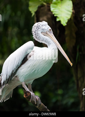 Spot-billed pelican at the Singapore Zoo. Stock Photo