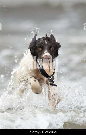 English springer spaniel dog retrieving a training dummy from water Stock Photo