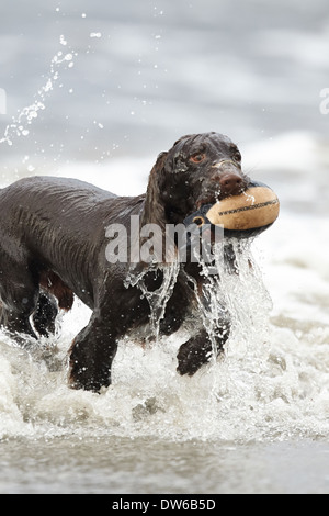 Working cocker spaniel dog retrieving a training dummy from water Stock Photo