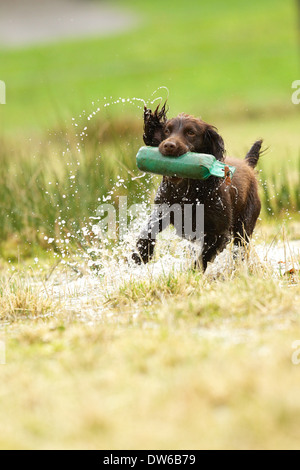 Working cocker spaniel dog retrieving a training dummy from wet ground Stock Photo