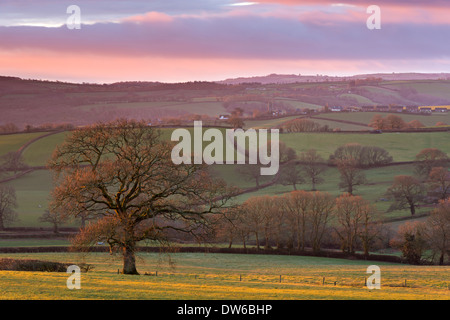 Early morning winter sunlight over rolling Devon countryside, Devon, England. Winter (February) 2014. Stock Photo