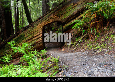 tree cut out section trail path through under redwood trees trunk del norte coastal redwoods california Stock Photo