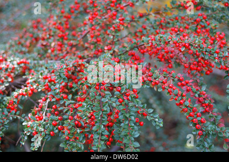 Cotoneaster rich red autumn berries Stock Photo