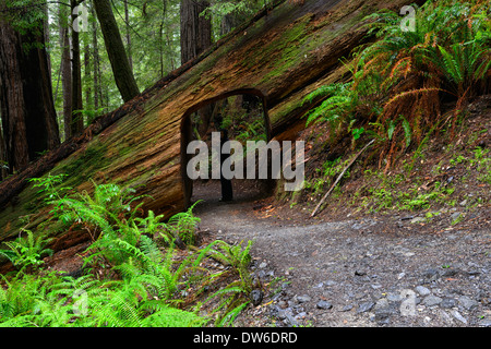 woman standing under tree cut out section trail path through under redwood del norte coastal redwoods california Stock Photo