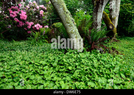 maianthemum dilatatum rhododendron birch tree mix mixed planting combination shade shaded shady garden by the sea Stock Photo