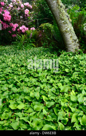 maianthemum dilatatum rhododendron birch tree mix mixed planting combination shade shaded shady garden by the sea Stock Photo