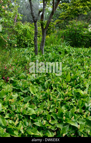 maianthemum dilatatum rhododendron birch tree mix mixed planting combination shade shaded shady garden by the sea Stock Photo