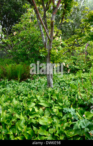 maianthemum dilatatum rhododendron birch tree mix mixed planting combination shade shaded shady garden by the sea Stock Photo