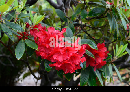 rhododendron vulcan red flowers flower flowering evergreen green leaves  foliage tree trees shrub shrubs Stock Photo - Alamy