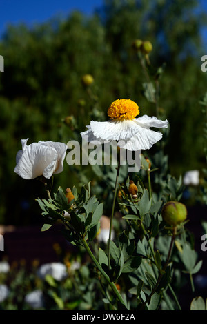 Romneya coulteri Syn Romneya trichocalyx Californian Tree Poppy Coulter's Matilija Poppy white flower flowers flowering Stock Photo