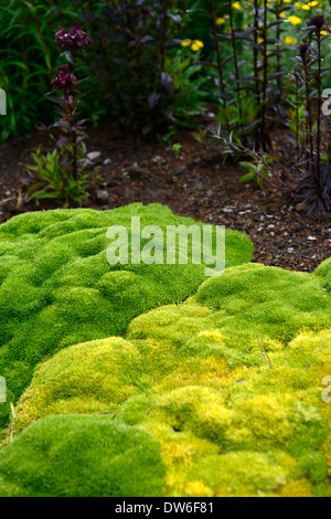 scleranthus biflorus groundcover plants foliage leaves green evergreens alpines creeping creepers ground cover Stock Photo