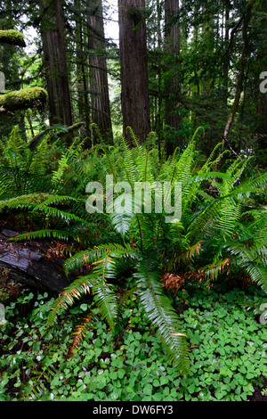 Undergrowth forest floor Del Norte Coast Redwood State Park sword fern polystichum munitum oxalis oregana coastal redwoods Stock Photo