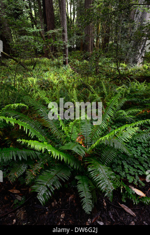 Undergrowth forest floor Del Norte Coast Redwood State Park sword fern polystichum munitum oxalis oregana coastal redwoods Stock Photo