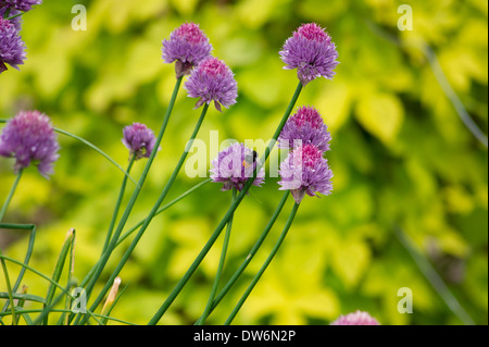 Chives growing on Allotment Stock Photo